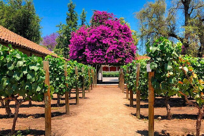 half-day-santa-rita-and-undurraga-winery-tasting-tour-in-santiago