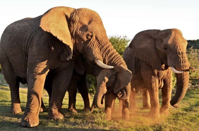 Half-Day Schotia Game Reserve (Open 4x4 Vehicle) - Authentic Encounters: What Travelers Say