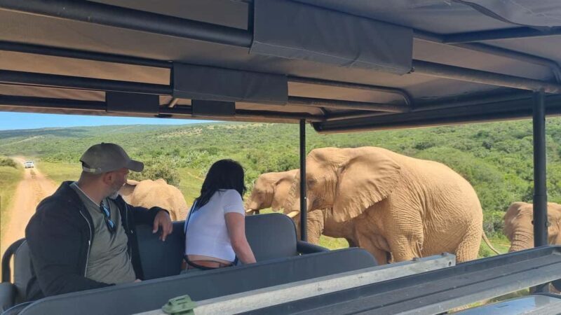 Half-Day Schotia Game Reserve (Open 4x4 Vehicle) - Final Thoughts