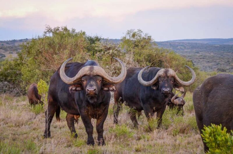 Half-Day Schotia Game Reserve (Open 4x4 Vehicle) - FAQs