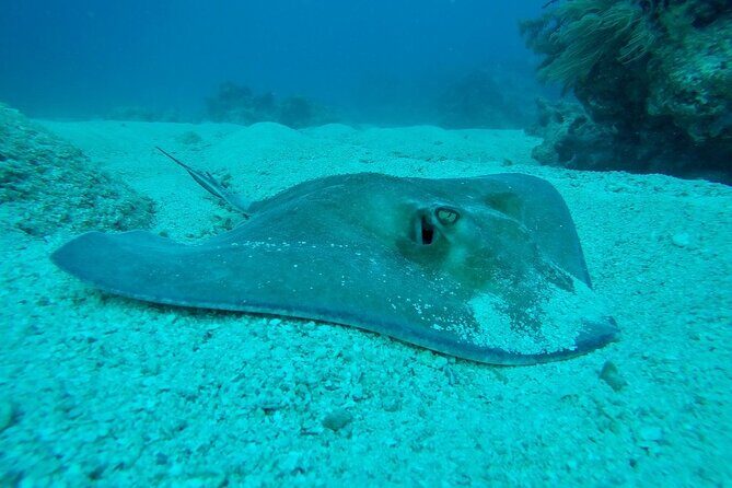 Half Day Scuba Diving Trip in the Florida Keys - Hydration and Comfort
