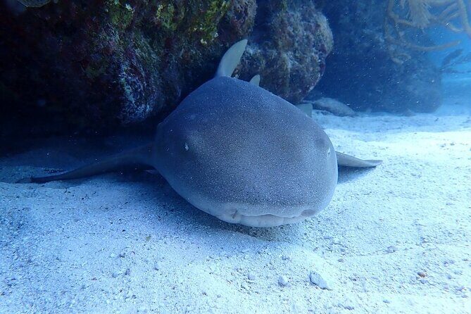 Half Day Scuba Diving Trip in the Florida Keys - Real Stories from Guests