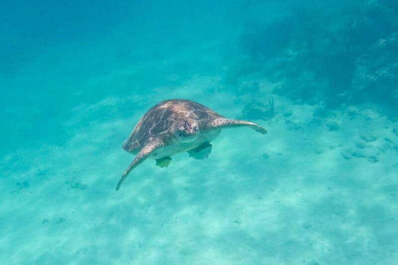 Half Day Semiprivate Snorkeling Tour with Turtles & Cenote - Exploring the Half Day Semiprivate Snorkeling Tour with Turtles & Cenote