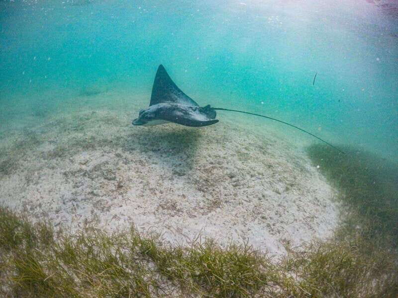 Half Day Semiprivate Snorkeling Tour with Turtles & Cenote - Key Points