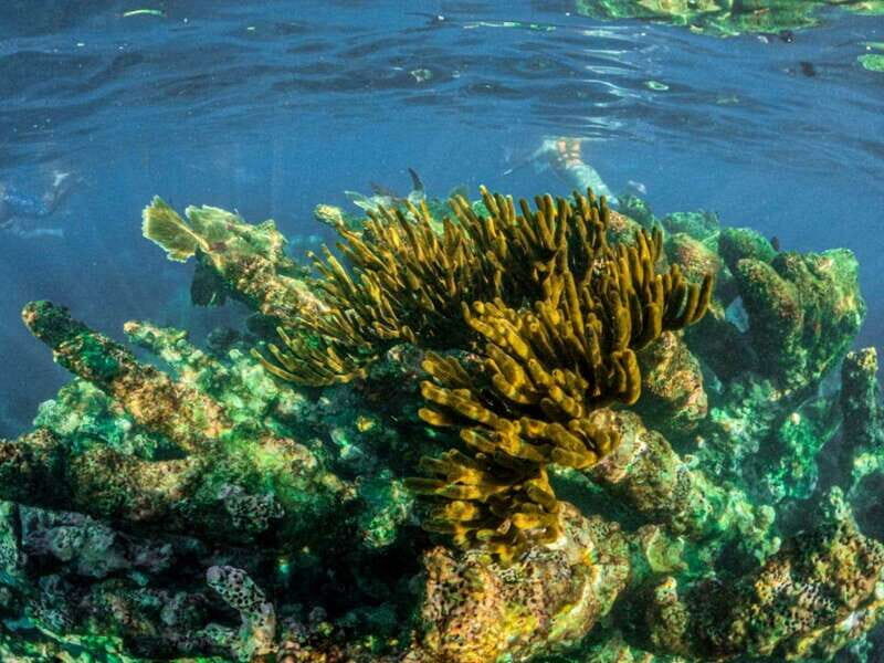 Half Day Semiprivate Snorkeling Tour with Turtles & Cenote - Why You Should Consider This Tour