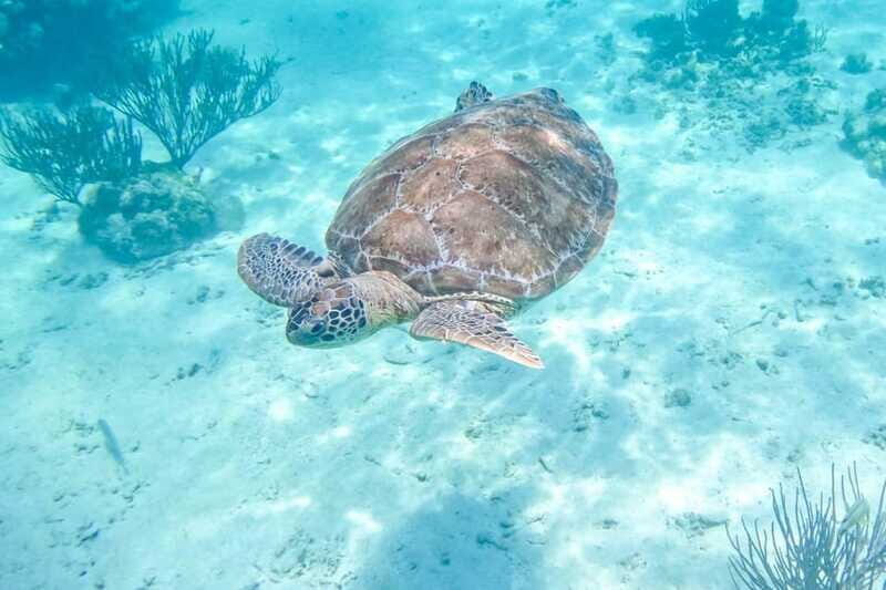 Half Day Semiprivate Snorkeling Tour with Turtles & Cenote - The Sum Up: Is It Worth It?