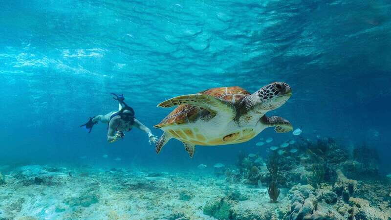 Half Day Semiprivate Snorkeling Tour with Turtles & Cenote - FAQ