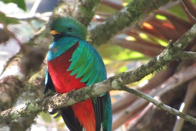 half-day-shared-tour-to-the-quetzal-birdwatching-from-coban