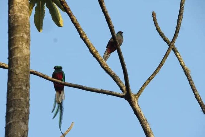 half-day-shared-tour-to-the-quetzal-birdwatching-from-coban