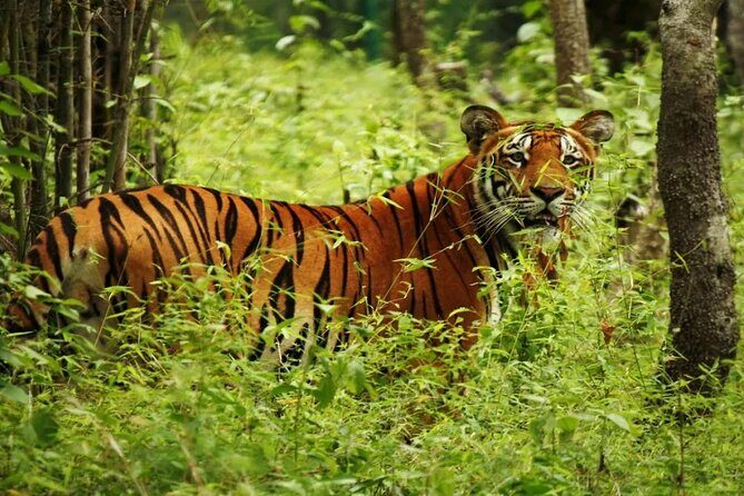 Half Day Sharing Jeep Safari in Chitwan National Park - Why You’ll Love the Jeep Safari in Chitwan