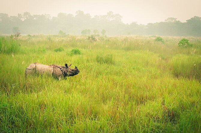 Half Day Sharing Jeep Safari in Chitwan National Park - Who Should Consider This Tour?