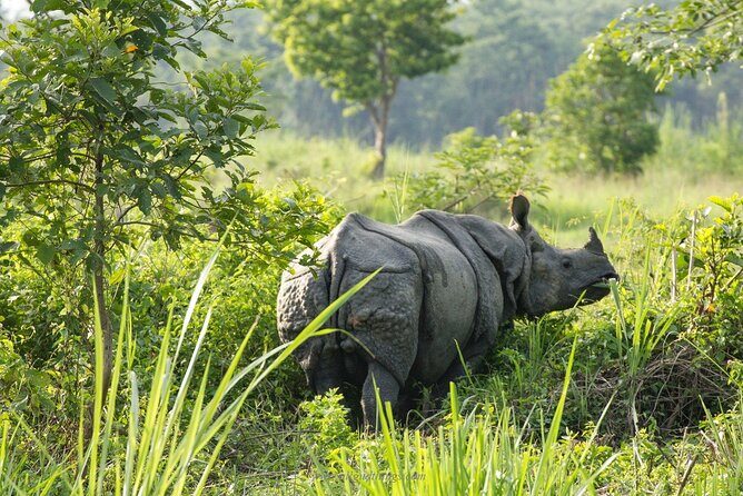 Half Day Sharing Jeep Safari in Chitwan National Park - The Sum Up