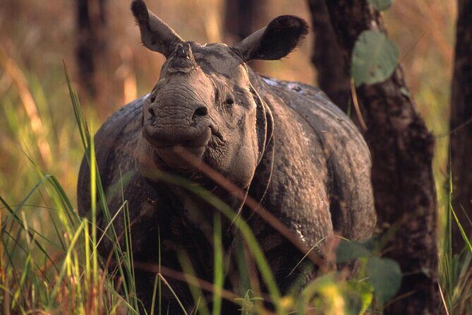 Half Day Sharing Jeep Safari in Chitwan National Park - FAQs