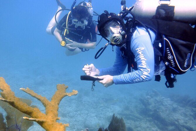 Half-Day Small-Group 2-Tank Scuba Dive in Key Largo (CERTIFIED DIVERS ONLY) - What Reviewers Say About the Experience