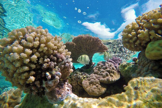 Half-Day Small-Group Cruise in Bora Bora with Snorkelling - The Itinerary: What You Can Expect 