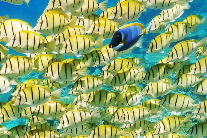 Half-Day Small-Group Cruise in Bora Bora with Snorkelling - Practical Details and Value