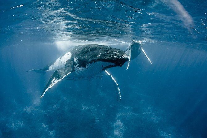 Half-Day Small-Group Cruise in Bora Bora with Snorkelling - Who Should Book This Tour?
