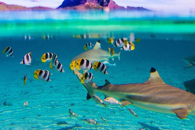 Half-Day Small-Group Cruise in Bora Bora with Snorkelling - The Sum Up