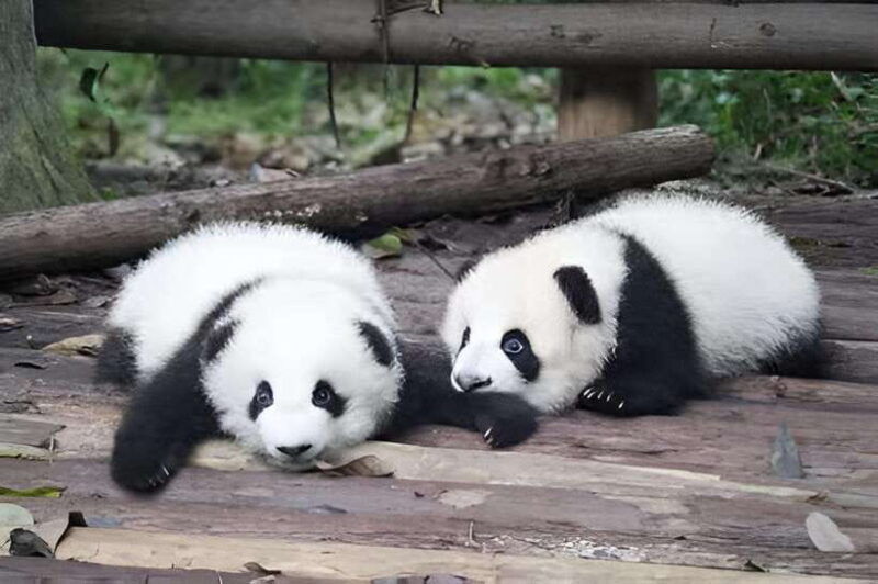 half-day-small-group-tour-to-chengdu-panda-breeding-center