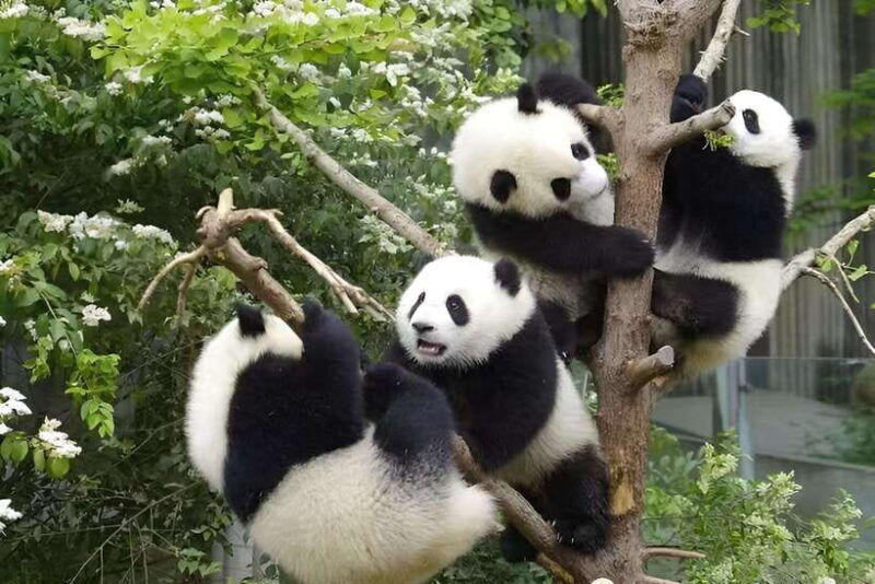 half-day-small-group-tour-to-chengdu-panda-breeding-center