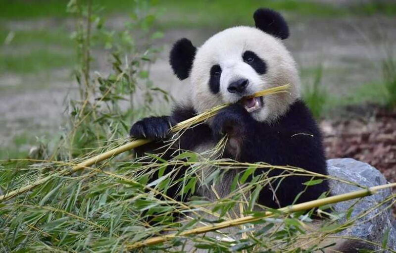 half-day-small-group-tour-to-chengdu-panda-breeding-center