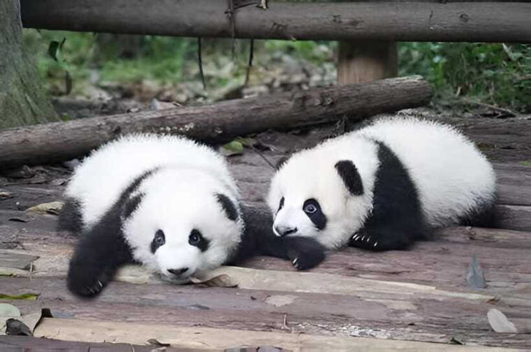 half-day-small-group-tour-to-chengdu-panda-breeding-center