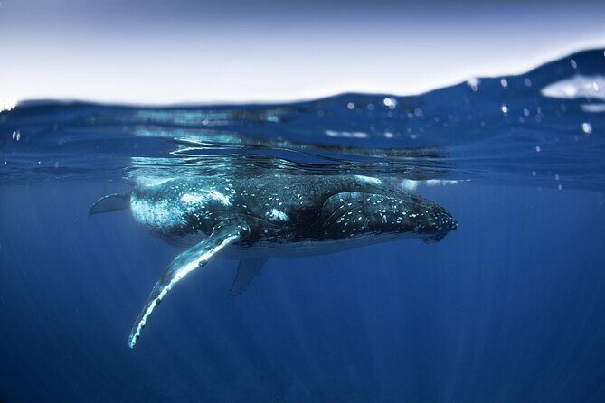 Half Day Small Group Whale Watching - An Intimate and Respectful Approach to Whale Watching