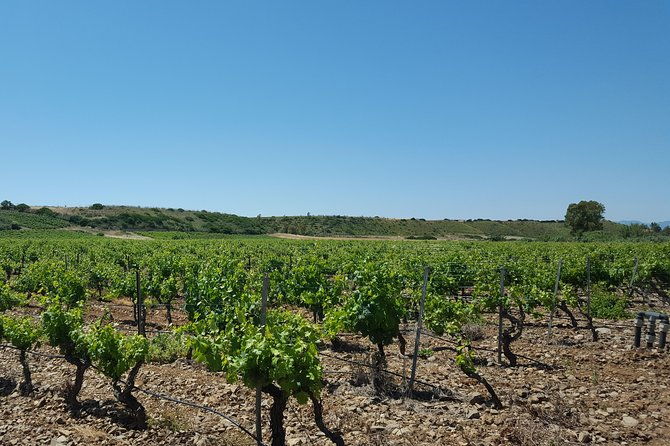 half-day-small-group-wine-experience-with-wine-expert-from-cagliari