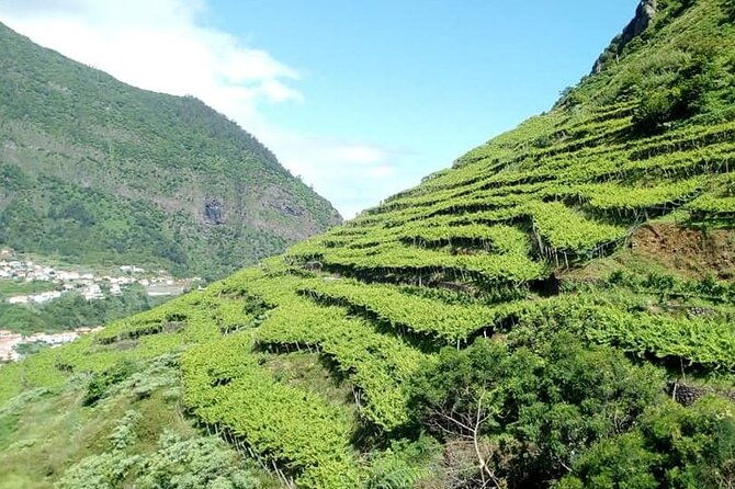 half-day-small-group-wine-tour-in-madeira