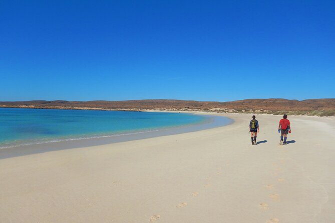 Half Day Snorkel 2.5hr Turtle Tour on the Ningaloo Reef, Exmouth - The Marine Life You Can Expect