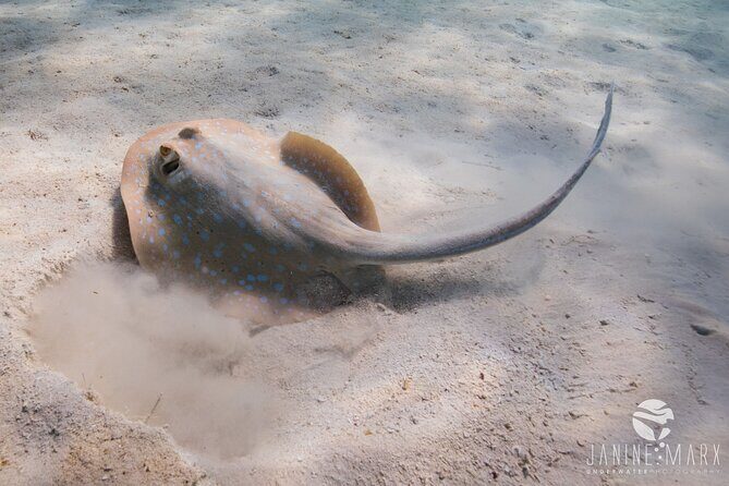 Half Day Snorkel 2.5hr Turtle Tour on the Ningaloo Reef, Exmouth - The Sum Up: Who Should Book This Tour?