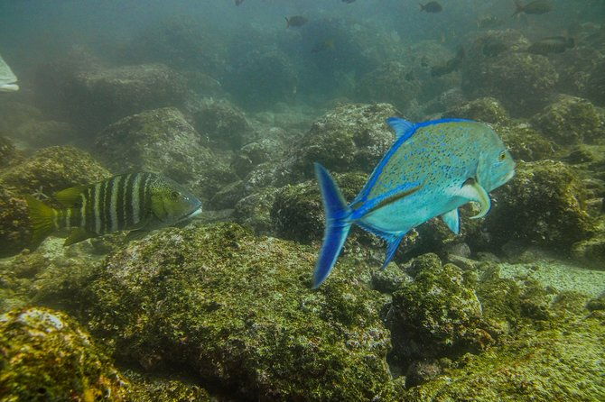 half-day-snorkeling-experience-in-tamarindo