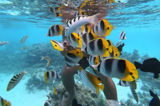 Half Day Snorkeling in Moorea - Marine Encounters: A Closer Look at the Highlights