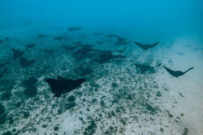 Half Day Snorkeling in Moorea - Practical Details: What It Means for You