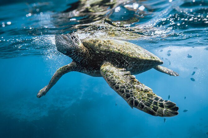 Half Day Snorkeling in Moorea - What Travelers Say: Authentic Experiences