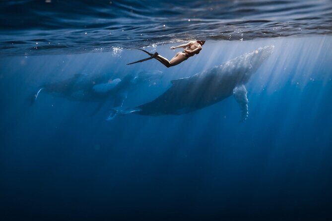 Half Day Snorkeling in Moorea - The Bottom Line: Who Is This Tour For?