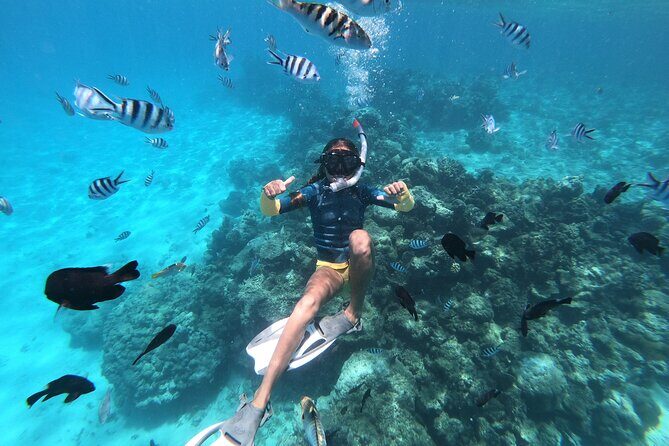 Half-Day Snorkeling Tour from Papeete - An In-Depth Look at What This Tour Offers