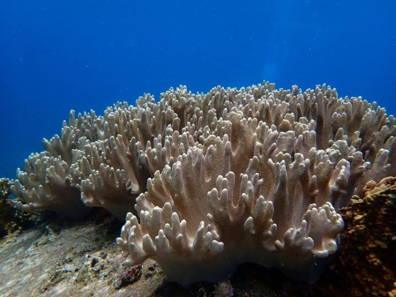 half-day-snorkeling-trip-in-nha-trang-with-vietnam-active