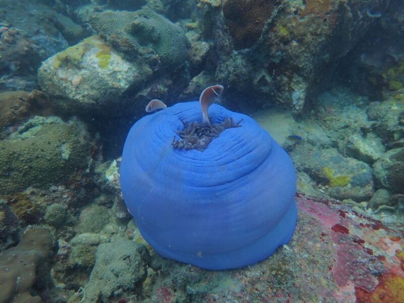 half-day-snorkeling-trip-in-nha-trang-with-vietnam-active