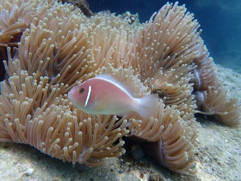 half-day-snorkeling-trip-in-nha-trang-with-vietnam-active