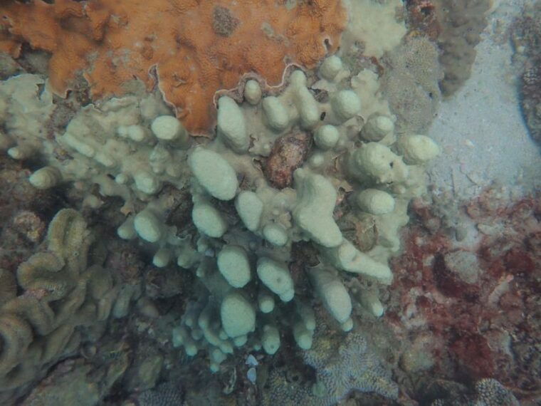 half-day-snorkeling-trip-in-nha-trang-with-vietnam-active