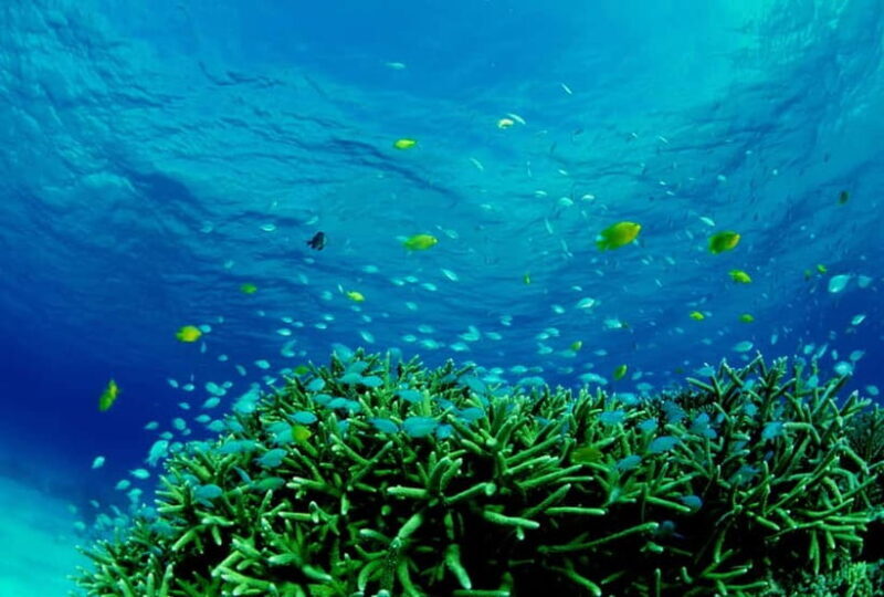 Half-Day Snorkeling Trip to Kerama & Marine Sports - Who Would Love This Tour?