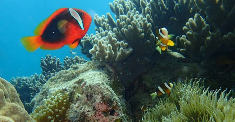 Half-Day Snorkeling Trip to Kerama - The Good and the Not-So-Good