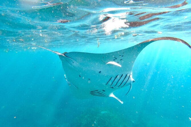 Half Day Snorkeling with Manta Ray Nusa Penida - The Bottom Line: Is This Tour Right for You?