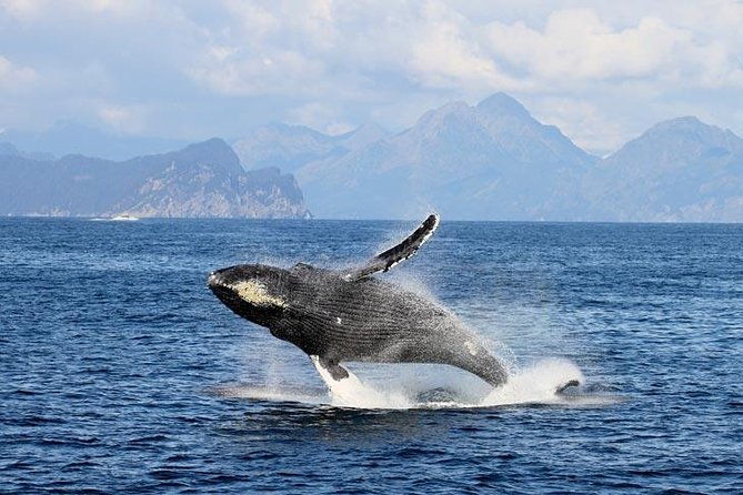 half-day-spring-resurrection-bay-wildlife-tour-from-seward-2