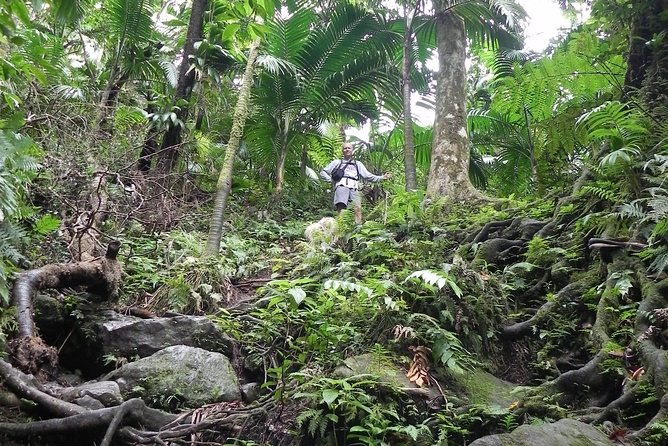 half-day-st-kitts-rainforest-hike
