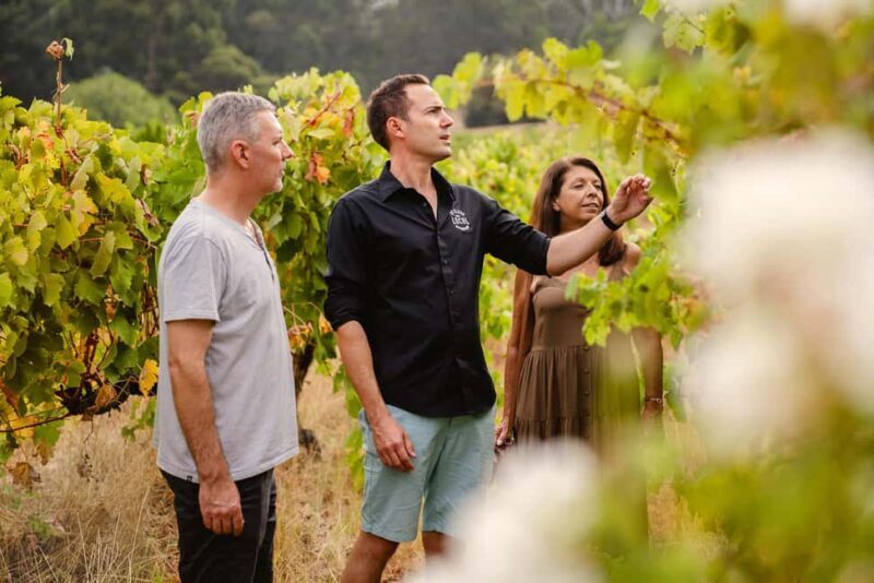 Half-Day Swan Valley Wine Tour with Tastings - From Perth - An In-Depth Look at the Swan Valley Wine Tour