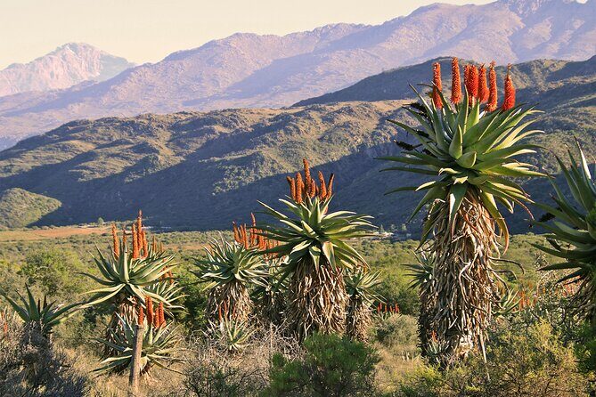 Half-Day Swartberg Pass PRIVATE Tour (including lunch & transfer - Oudtshoorn) - Authentic Experiences from Real Travelers