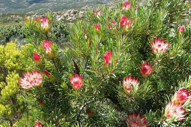 Half-Day Swartberg Pass PRIVATE Tour (including lunch & transfer - Oudtshoorn) - Final Thoughts: Who Will Love This Tour?