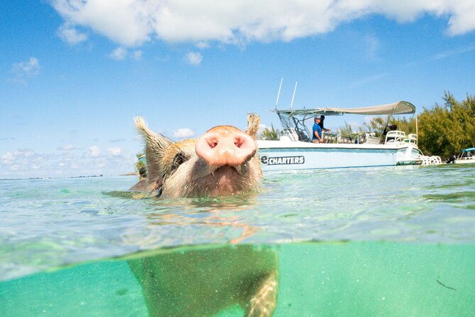 half-day-swimming-pigs-on-rose-island-snorkeling-and-lunch